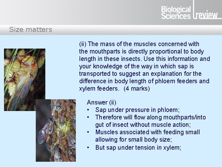 Size matters (ii) The mass of the muscles concerned with the mouthparts is directly