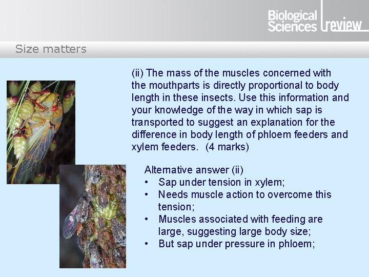 Size matters (ii) The mass of the muscles concerned with the mouthparts is directly