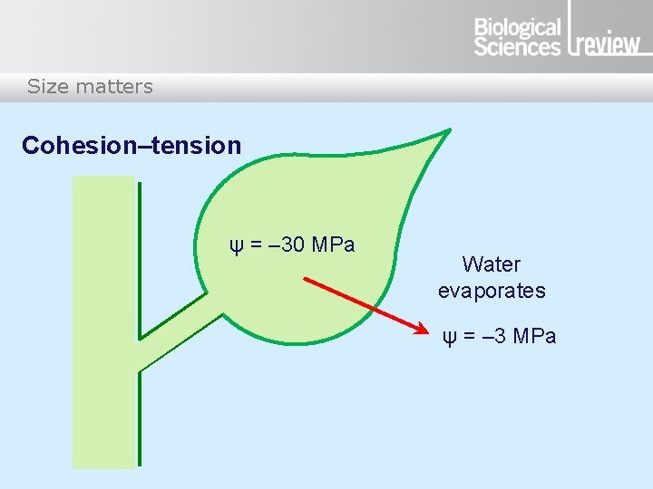 Size matters Cohesion–tension ψ = – 30 MPa Water evaporates ψ = – 3