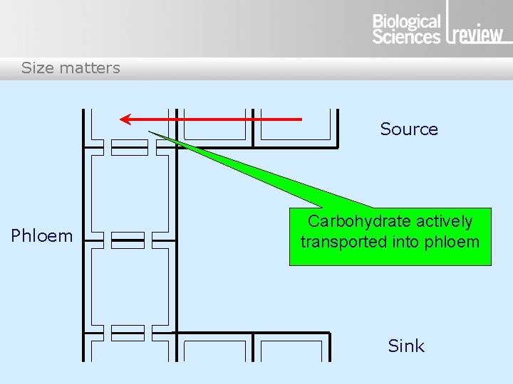 Size matters Source Phloem Carbohydrate actively transported into phloem Sink 
