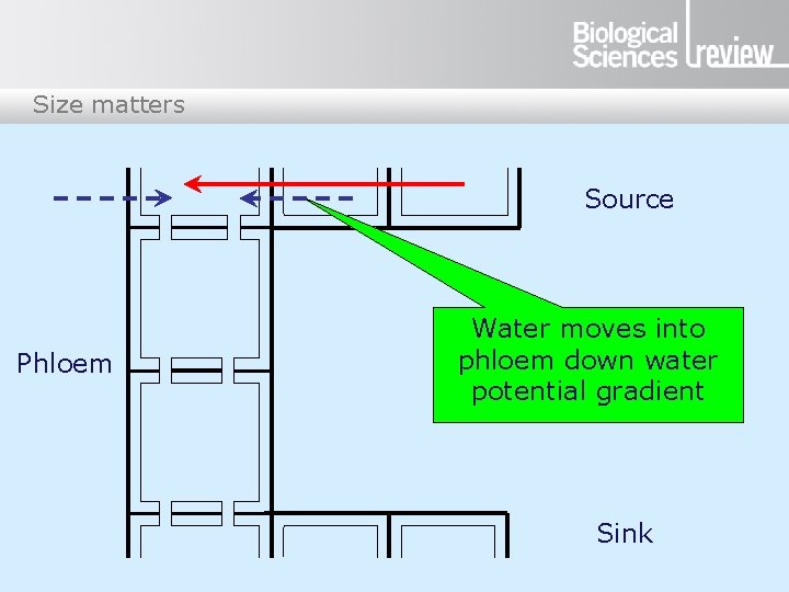 Size matters Source Phloem Water moves into phloem down water potential gradient Sink 