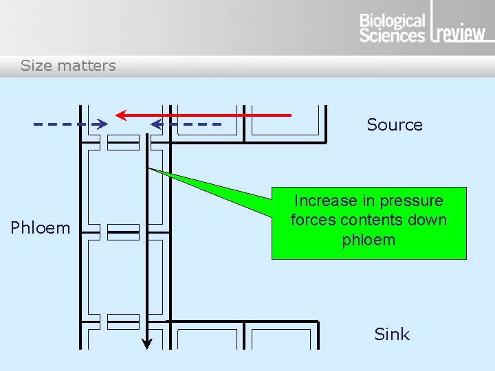 Size matters Source Phloem Increase in pressure forces contents down phloem Sink 