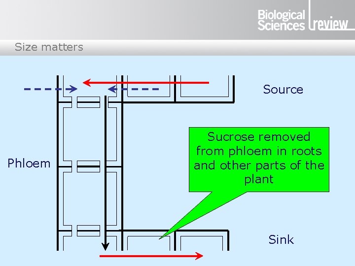 Size matters Source Phloem Sucrose removed from phloem in roots and other parts of