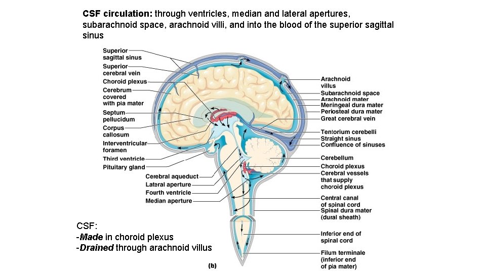 CSF circulation: through ventricles, median and lateral apertures, subarachnoid space, arachnoid villi, and into