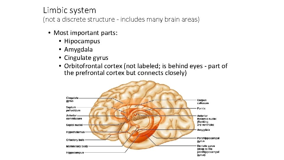 Limbic system (not a discrete structure - includes many brain areas) • Most important