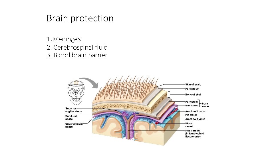 Brain protection 1. Meninges 2. Cerebrospinal fluid 3. Blood brain barrier 