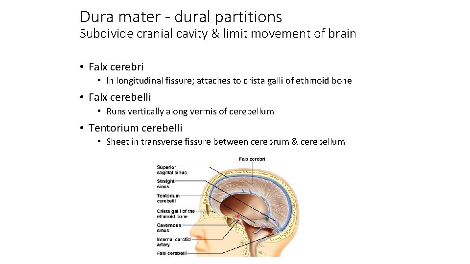 Dura mater - dural partitions Subdivide cranial cavity & limit movement of brain •