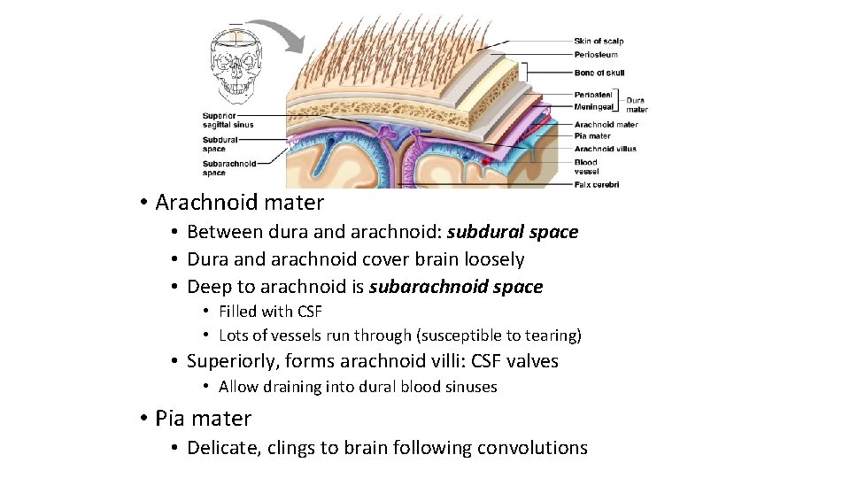  • Arachnoid mater • Between dura and arachnoid: subdural space • Dura and