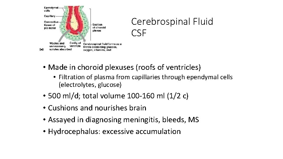 Cerebrospinal Fluid CSF • Made in choroid plexuses (roofs of ventricles) • Filtration of