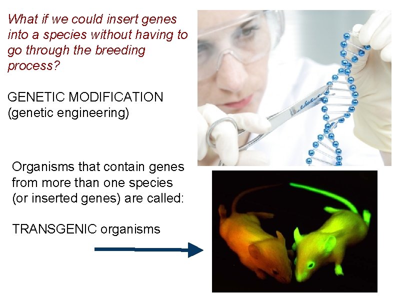What if we could insert genes into a species without having to go through