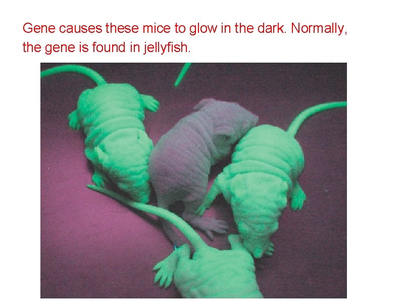 Gene causes these mice to glow in the dark. Normally, the gene is found