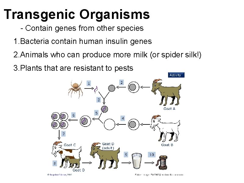 Transgenic Organisms - Contain genes from other species 1. Bacteria contain human insulin genes