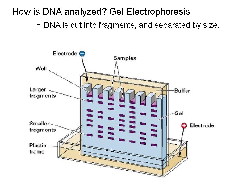 How is DNA analyzed? Gel Electrophoresis - DNA is cut into fragments, and separated