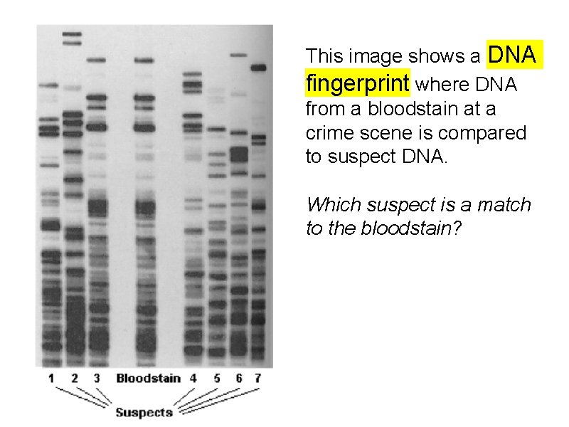 This image shows a DNA fingerprint where DNA from a bloodstain at a crime