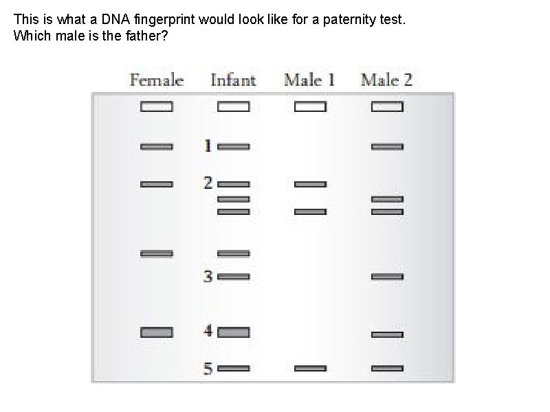 This is what a DNA fingerprint would look like for a paternity test. Which