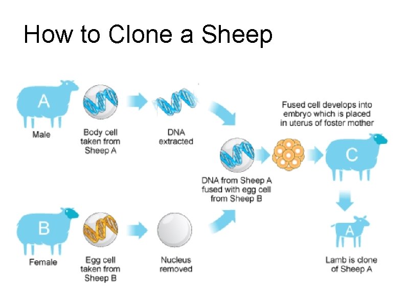 How to Clone a Sheep 