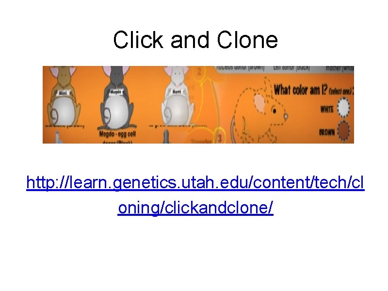 Click and Clone http: //learn. genetics. utah. edu/content/tech/cl oning/clickandclone/ 