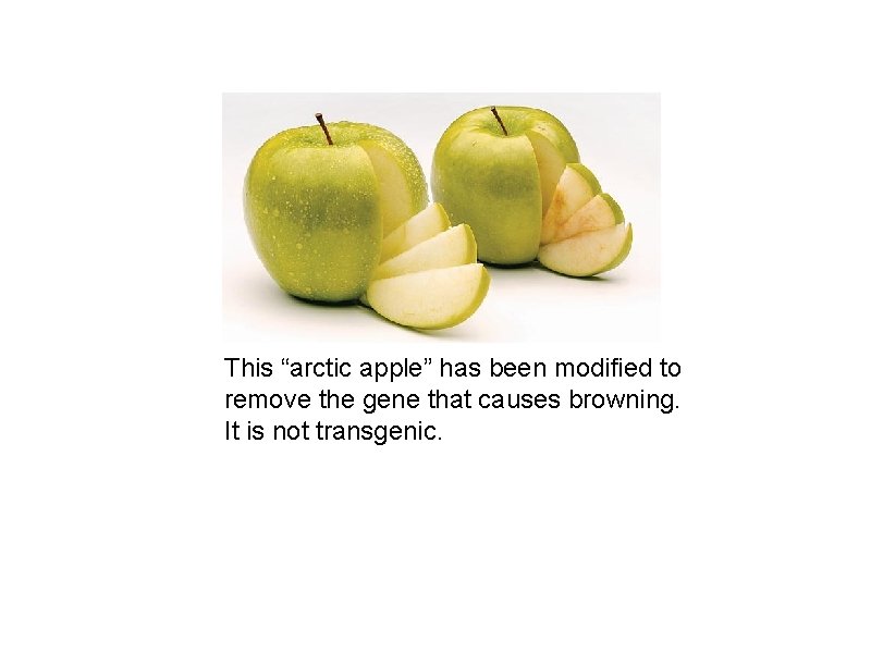 This “arctic apple” has been modified to remove the gene that causes browning. It