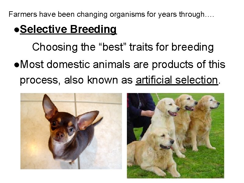 Farmers have been changing organisms for years through…. ●Selective Breeding Choosing the “best” traits