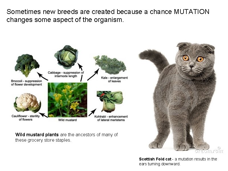 Sometimes new breeds are created because a chance MUTATION changes some aspect of the