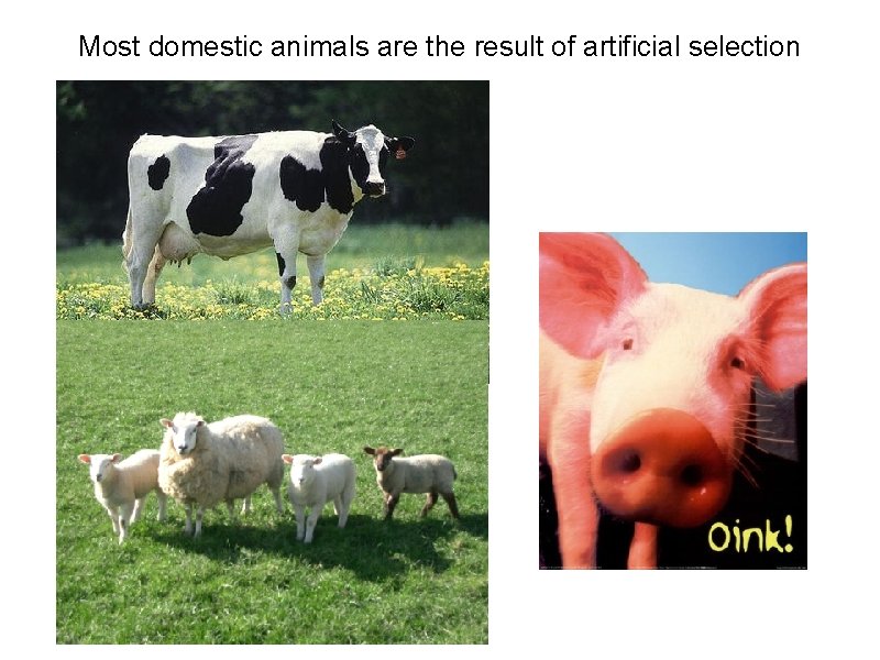 Most domestic animals are the result of artificial selection 