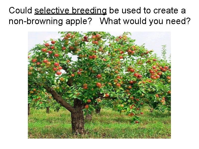 Could selective breeding be used to create a non-browning apple? What would you need?