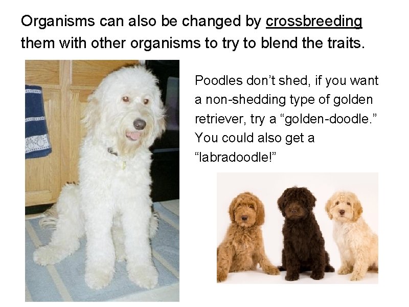 Organisms can also be changed by crossbreeding them with other organisms to try to