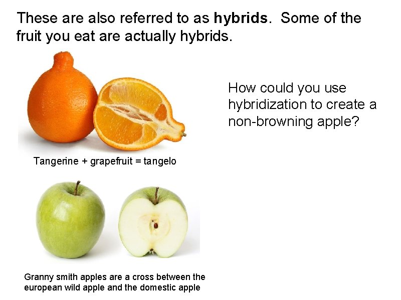 These are also referred to as hybrids. Some of the fruit you eat are