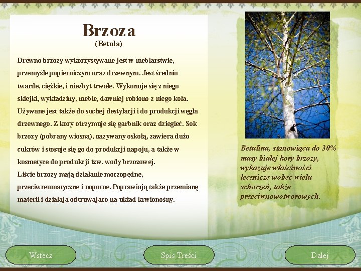 Brzoza (Betula) Drewno brzozy wykorzystywane jest w meblarstwie, przemyśle papierniczym oraz drzewnym. Jest średnio