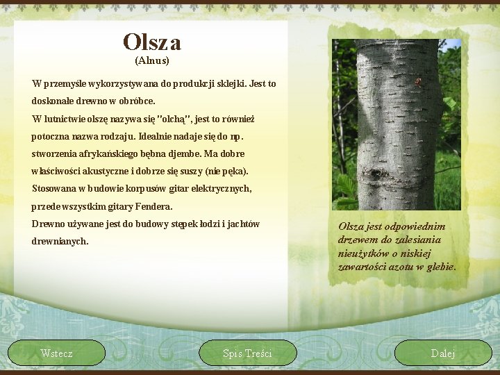 Olsza (Alnus) W przemyśle wykorzystywana do produkcji sklejki. Jest to doskonałe drewno w obróbce.