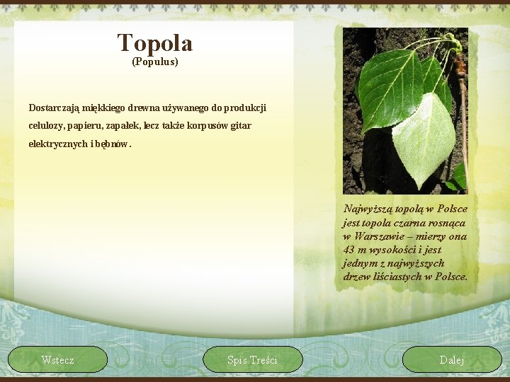 Topola (Populus) Dostarczają miękkiego drewna używanego do produkcji celulozy, papieru, zapałek, lecz także korpusów