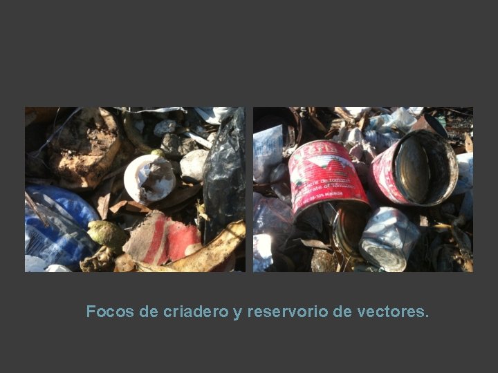 Focos de criadero y reservorio de vectores. 