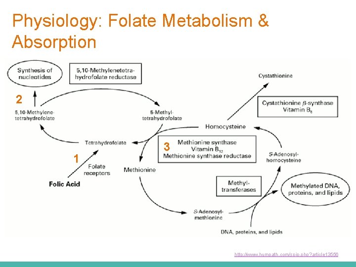Physiology: Folate Metabolism & Absorption 2 1 3 http: //www. humpath. com/spip. php? article