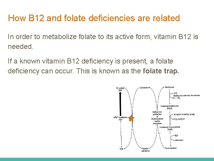 How B 12 and folate deficiencies are related In order to metabolize folate to