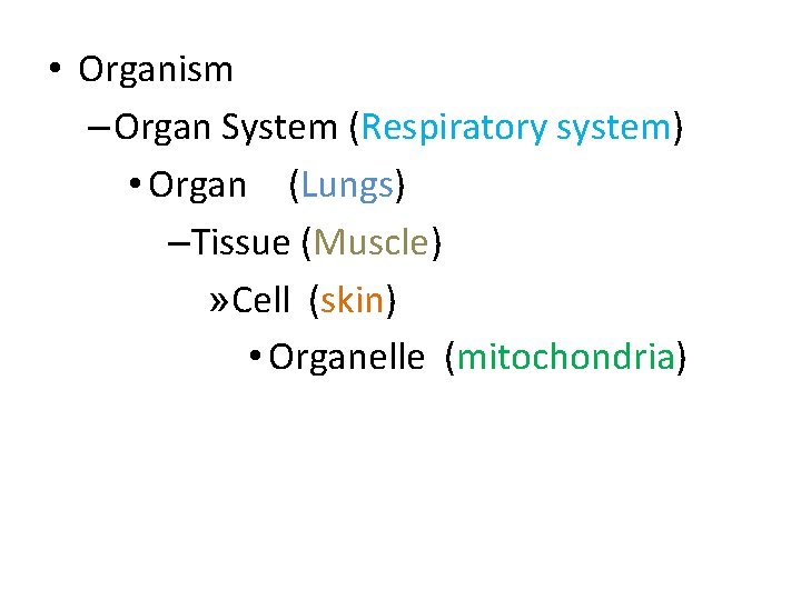  • Organism – Organ System (Respiratory system) • Organ (Lungs) –Tissue (Muscle) »