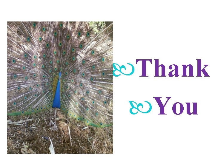  Thank You 