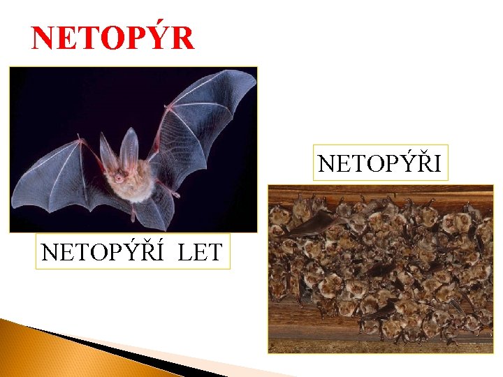 NETOPÝR NETOPÝŘI NETOPÝŘÍ LET 