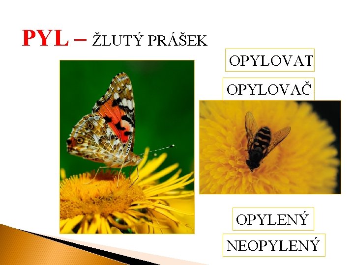 PYL – ŽLUTÝ PRÁŠEK OPYLOVAT OPYLOVAČ OPYLENÝ NEOPYLENÝ 