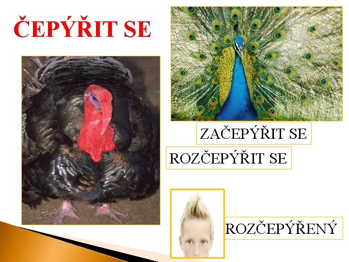 ČEPÝŘIT SE ZAČEPÝŘIT SE ROZČEPÝŘENÝ 