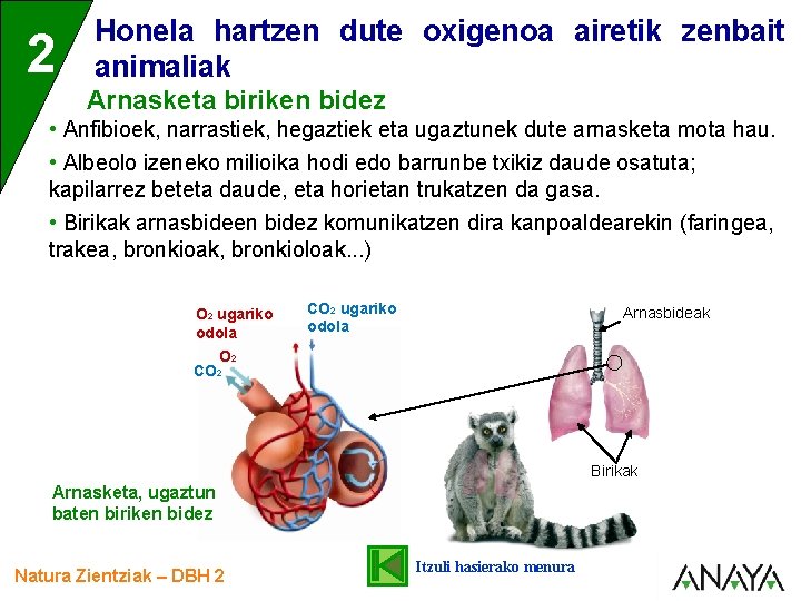 2 Honela hartzen dute oxigenoa airetik zenbait animaliak Arnasketa biriken bidez • Anfibioek, narrastiek,