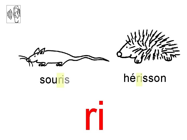 hérisson souris ri 