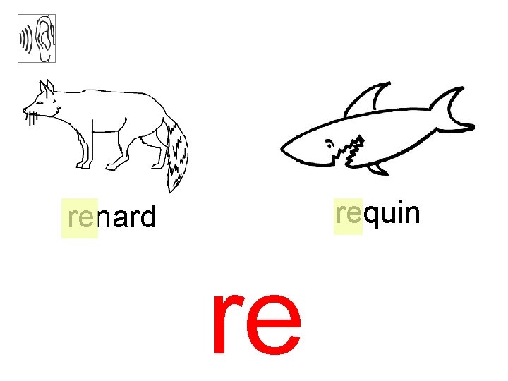 requin renard re 