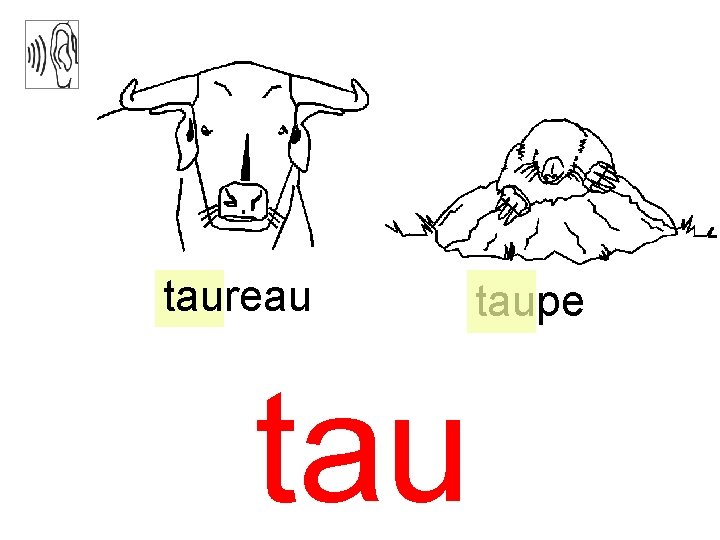 taureau taupe 