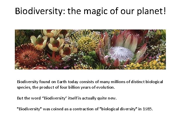 Biodiversity: the magic of our planet! Biodiversity found on Earth today consists of many