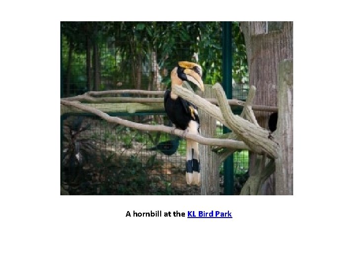 A hornbill at the KL Bird Park 