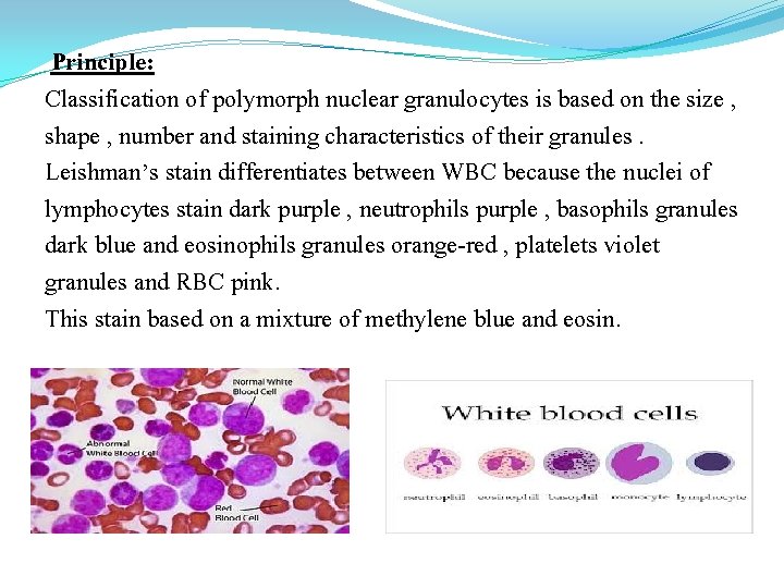 Principle: Classification of polymorph nuclear granulocytes is based on the size , shape ,