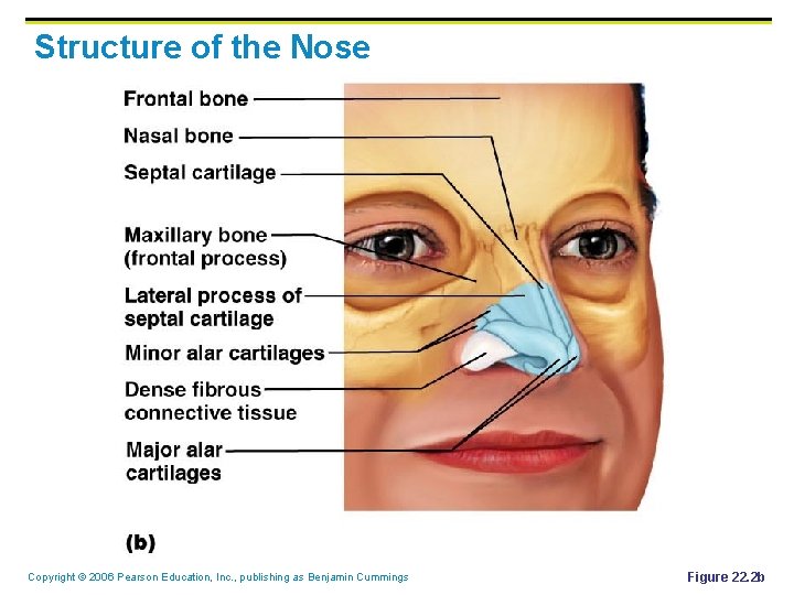 Structure of the Nose Copyright © 2006 Pearson Education, Inc. , publishing as Benjamin