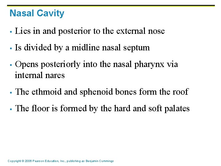 Nasal Cavity § Lies in and posterior to the external nose § Is divided