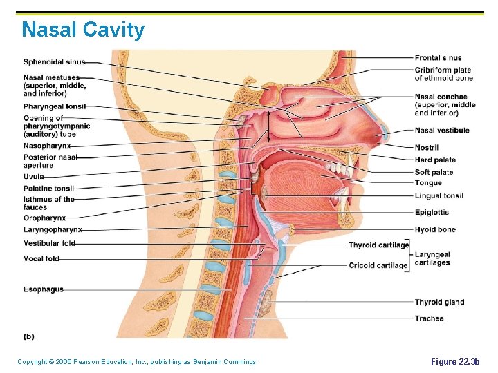 Nasal Cavity Copyright © 2006 Pearson Education, Inc. , publishing as Benjamin Cummings Figure