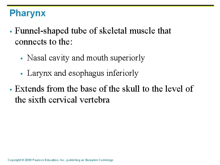 Pharynx § § Funnel-shaped tube of skeletal muscle that connects to the: § Nasal